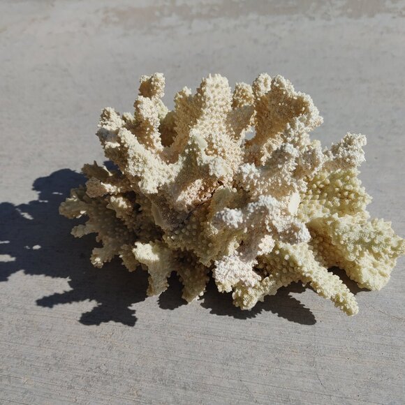 CORAL DECORATION - Picture 2 of 7